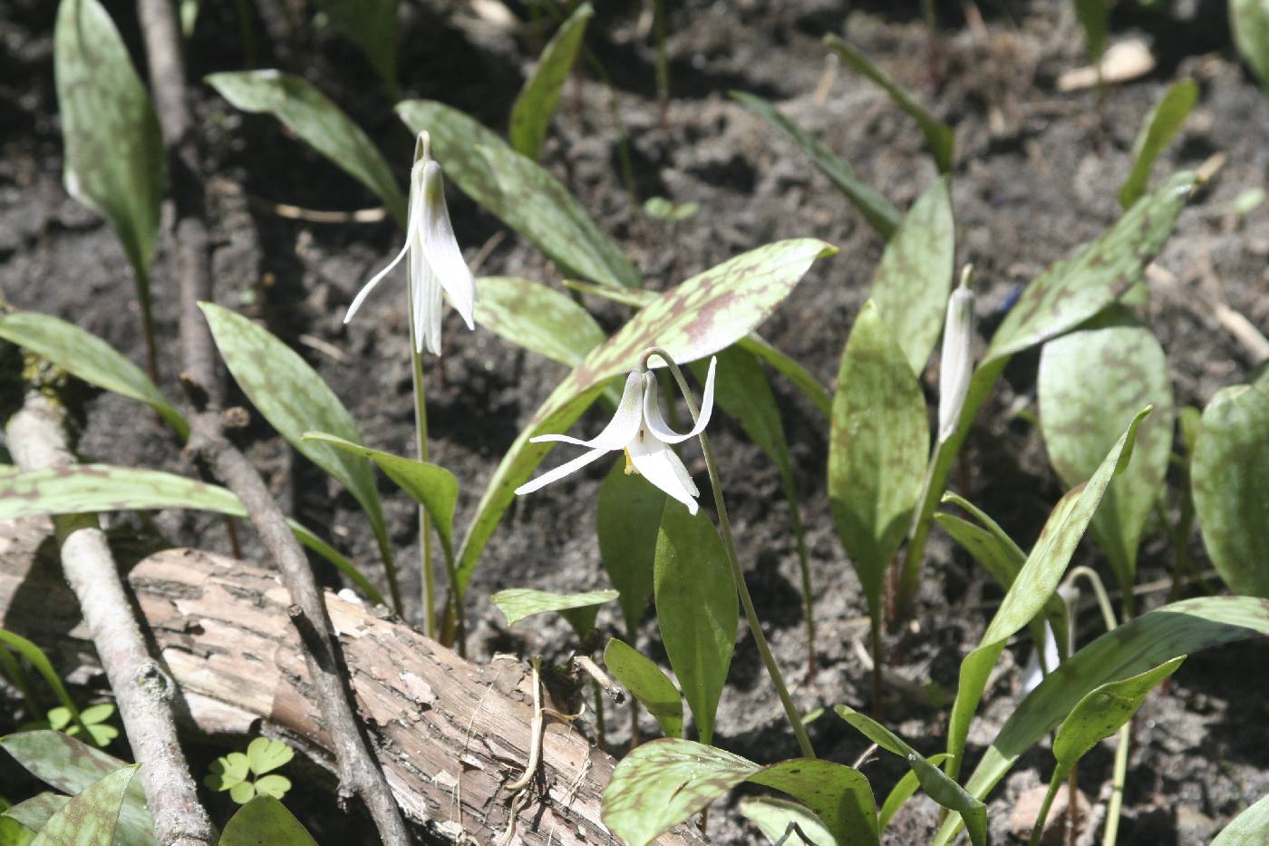Erythronium albidum image