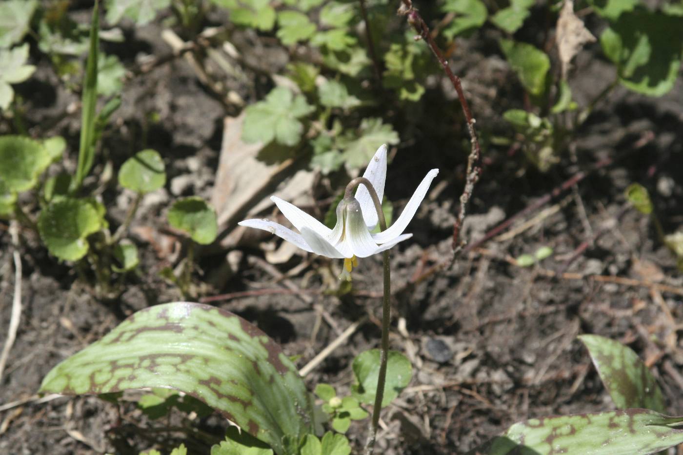 Erythronium albidum image