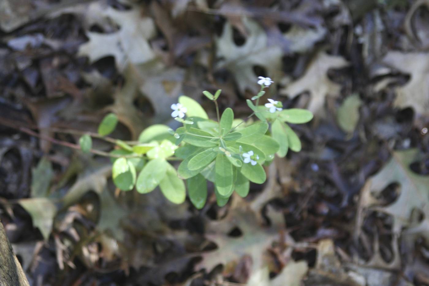 Euphorbia corollata image
