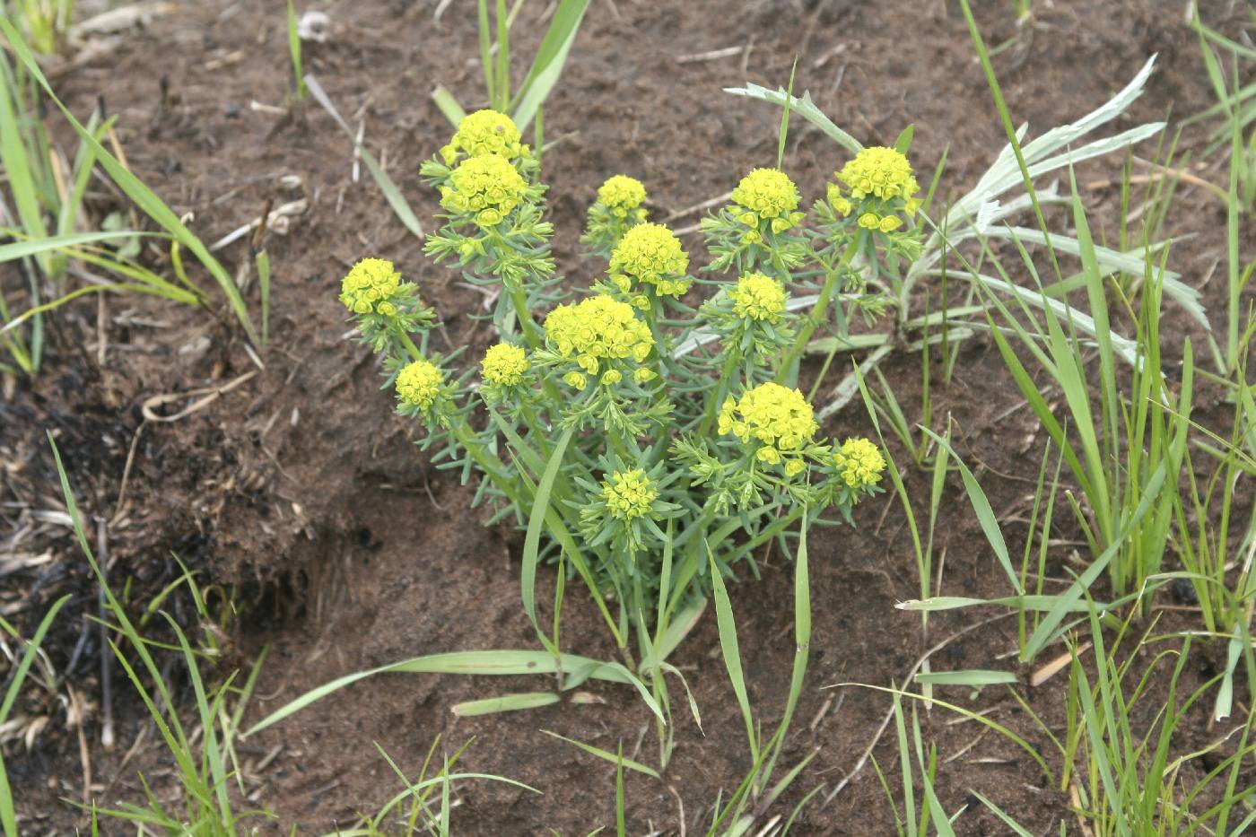 Euphorbia cyparissias image