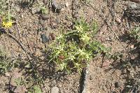 Euphorbia dentata image