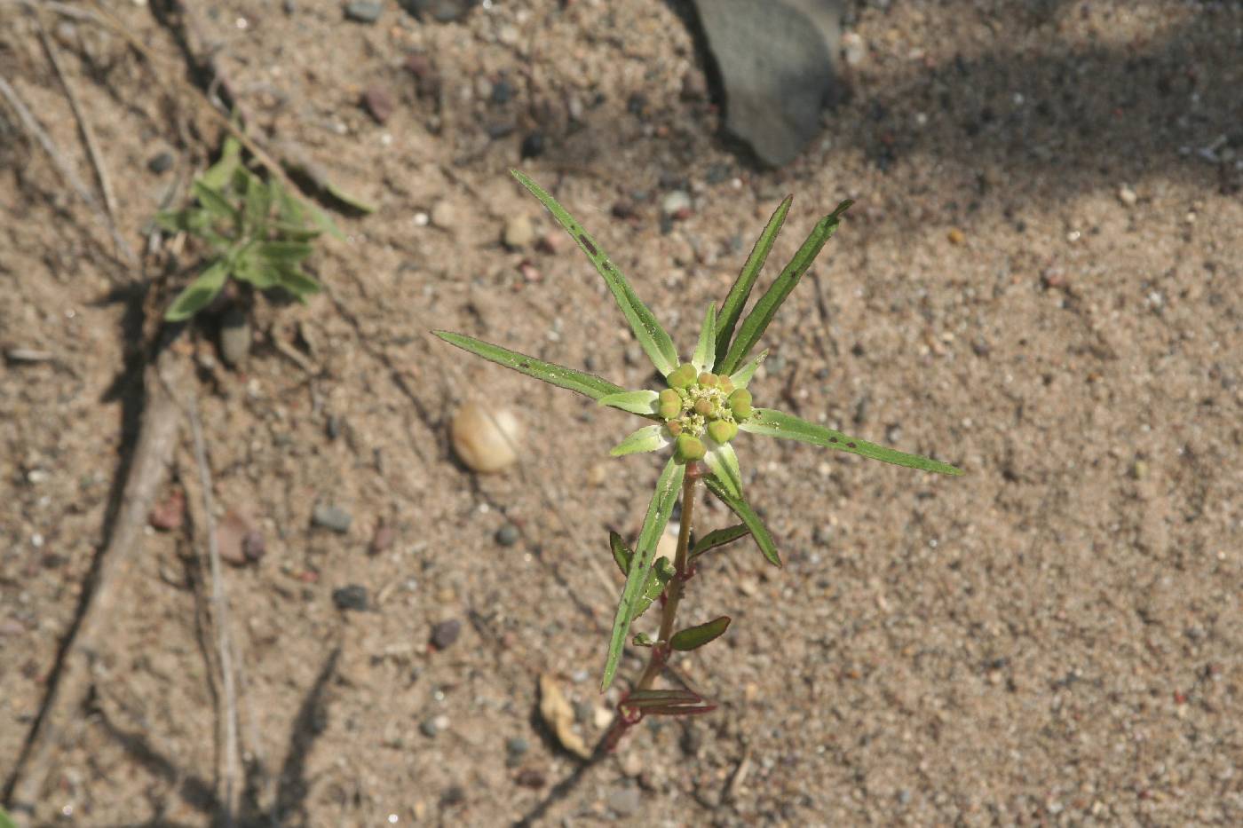 Euphorbia dentata image