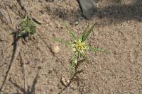 Euphorbia dentata image