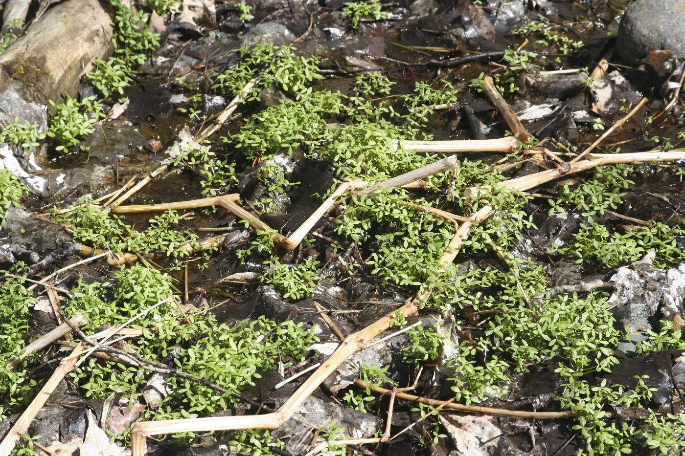 Floerkea proserpinacoides image