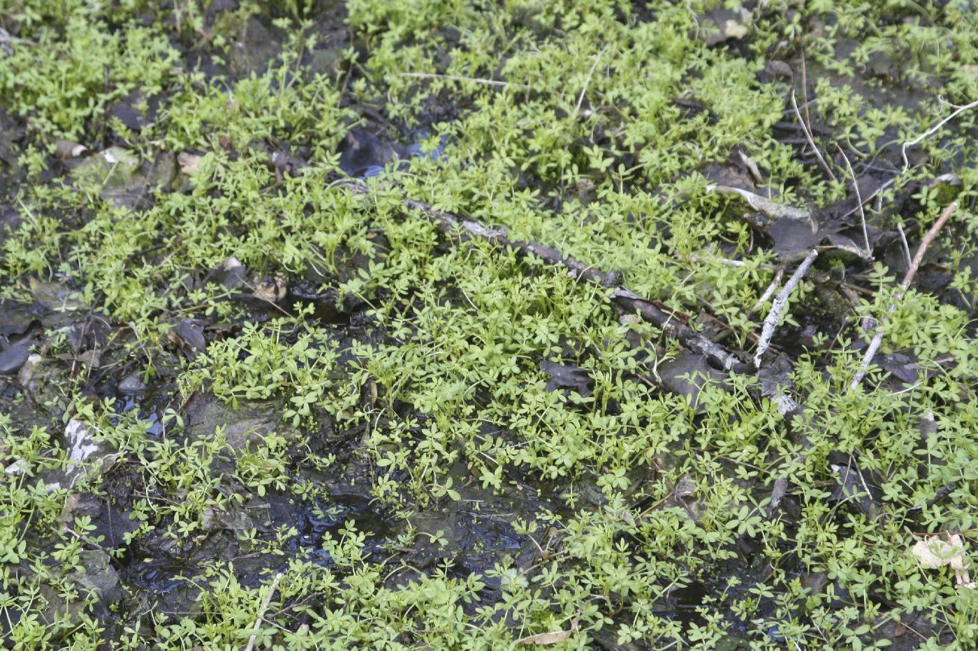 Floerkea proserpinacoides image