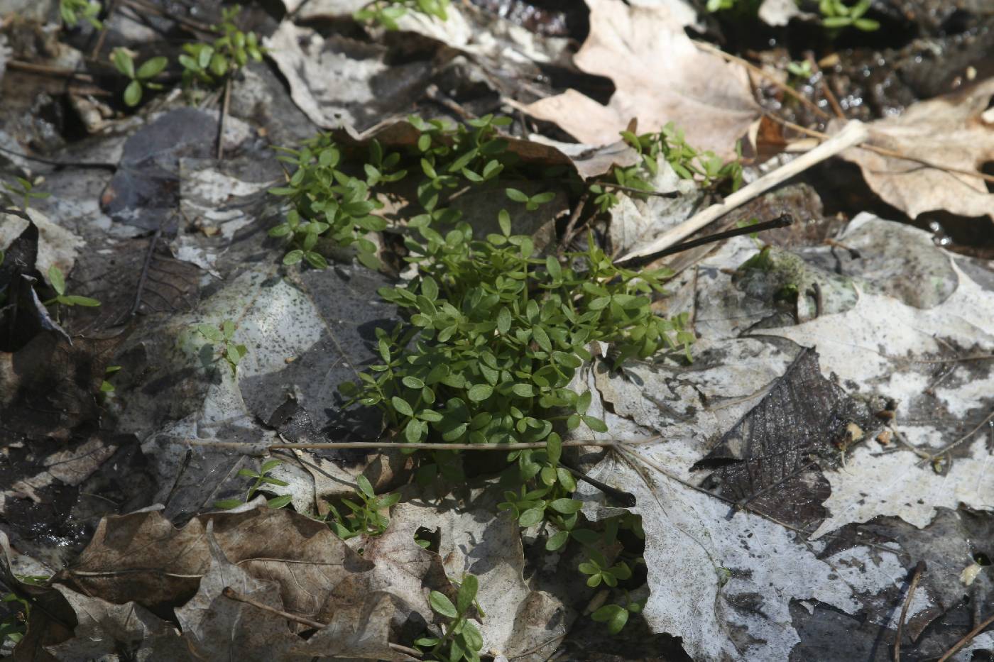 Floerkea proserpinacoides image