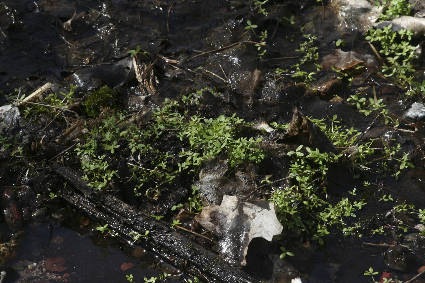 Floerkea proserpinacoides image
