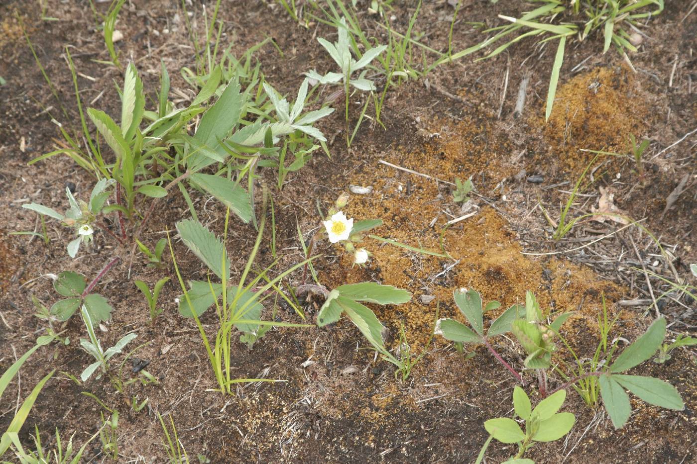 Fragaria virginiana image