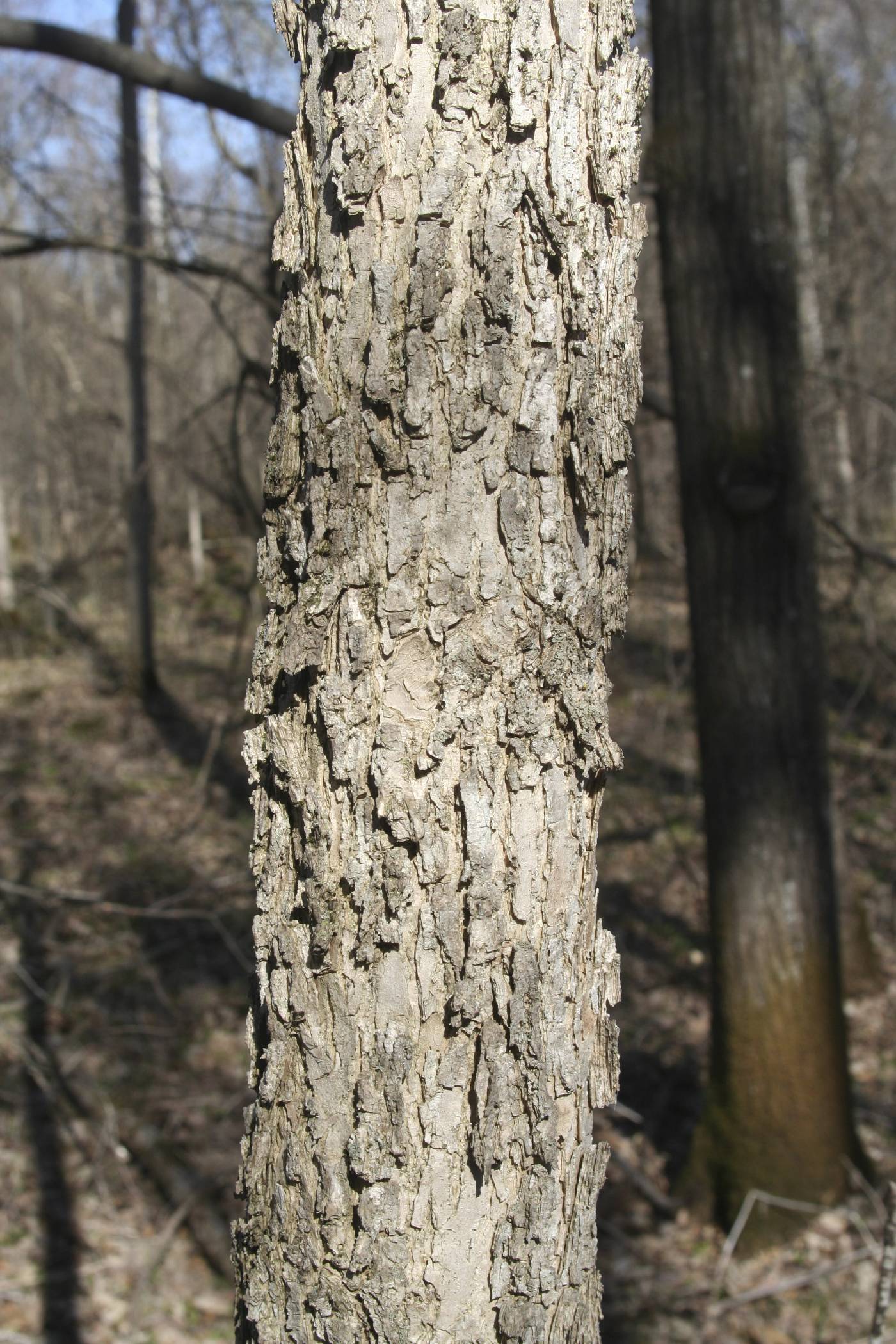 Fraxinus nigra image