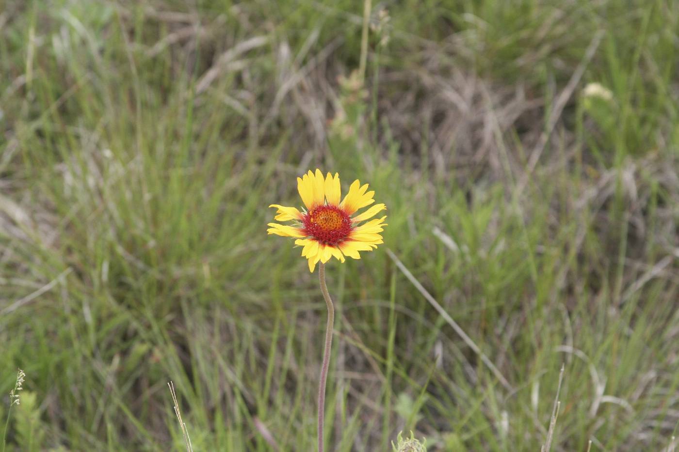 Gaillardia aristata image