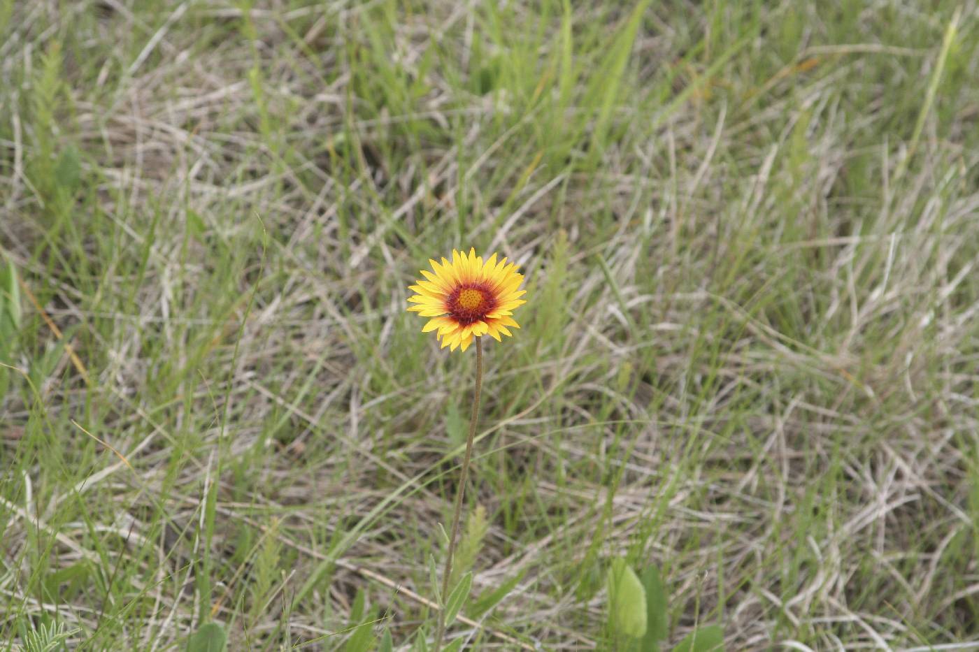 Gaillardia aristata image