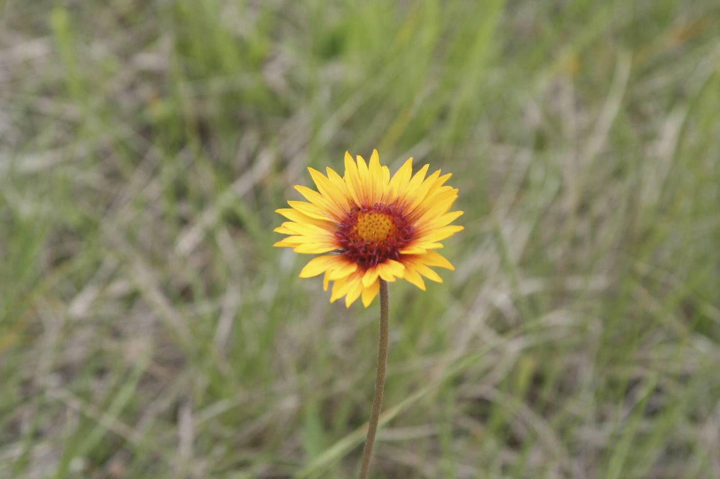 Gaillardia aristata image