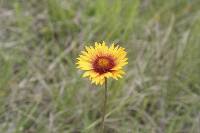 Gaillardia aristata image