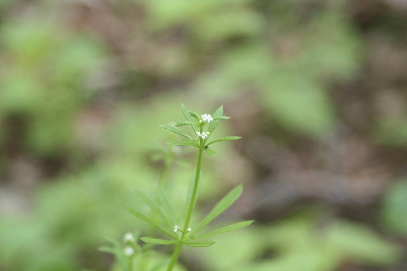 Galium aparine image