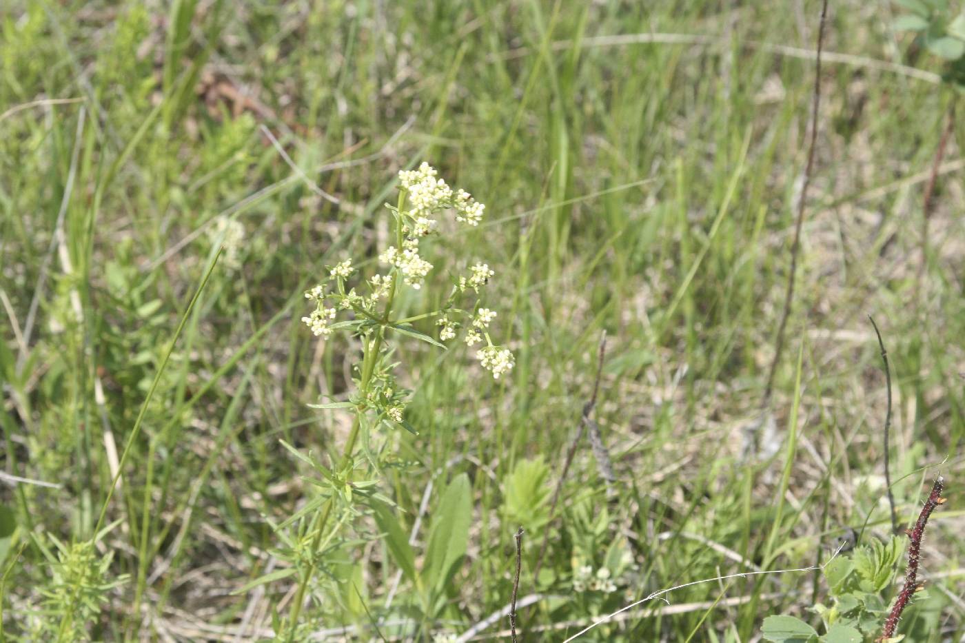 Galium boreale image