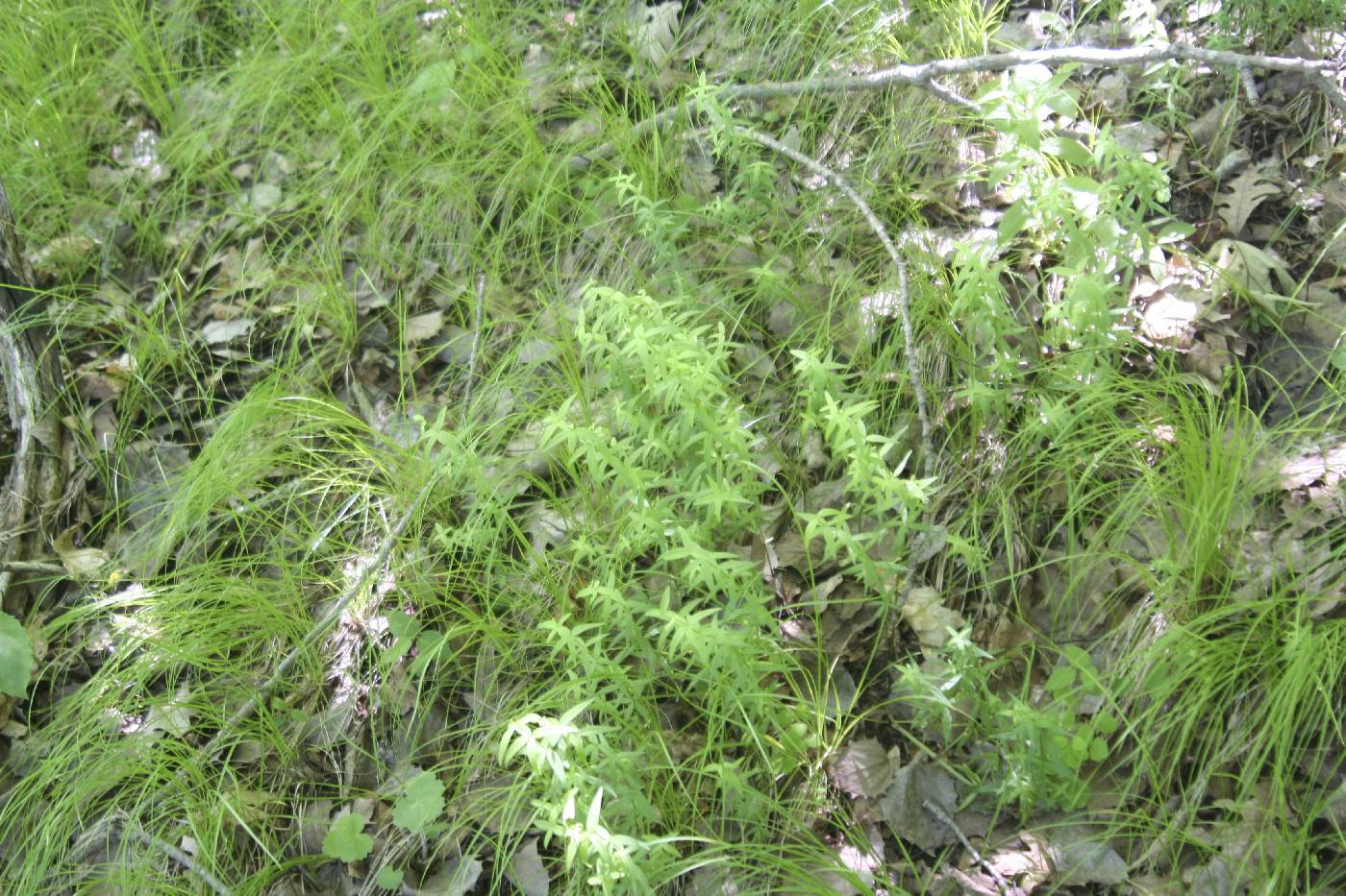 Galium boreale image