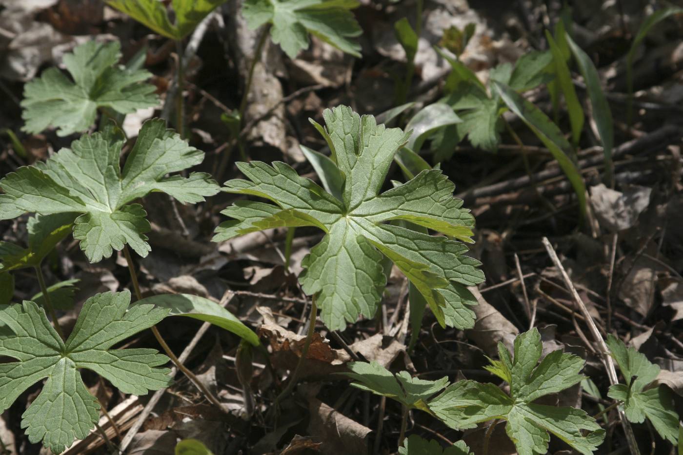 Geranium maculatum image