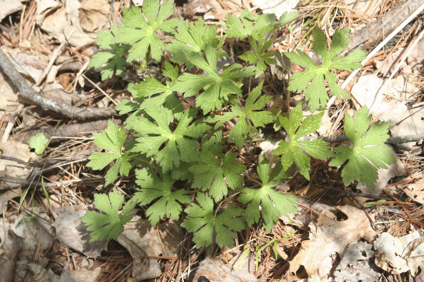 Geranium maculatum image
