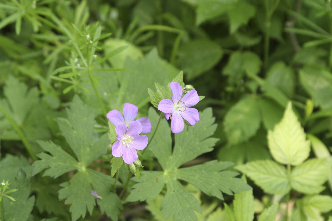 Geranium maculatum image