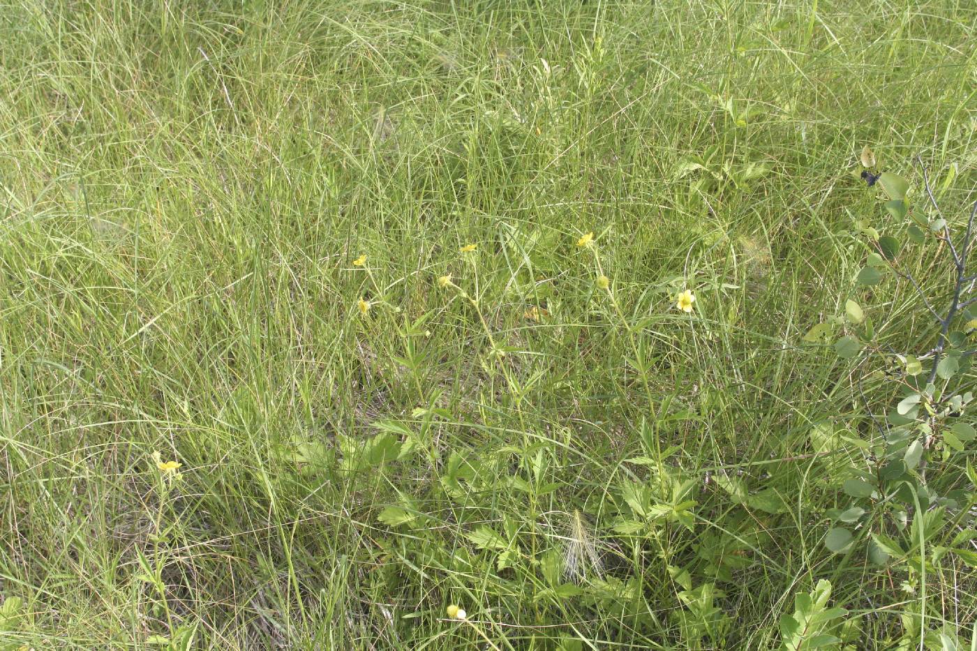 Geum aleppicum image