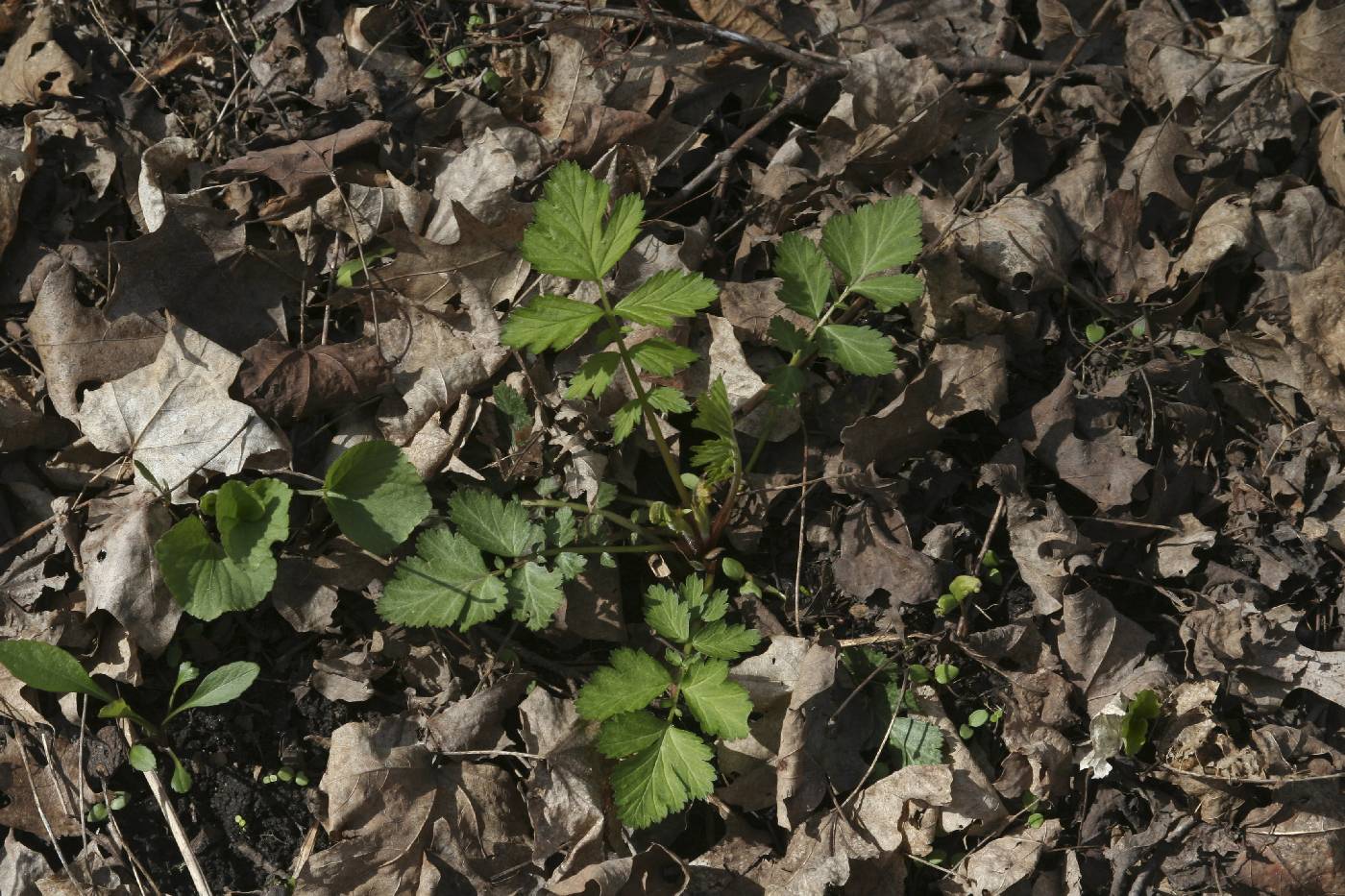 Geum canadense image