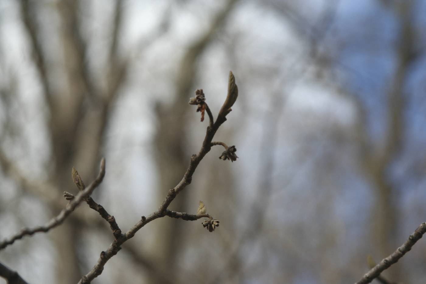 Hamamelis virginiana image