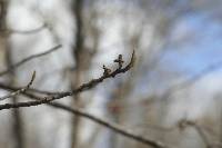 Hamamelis virginiana image