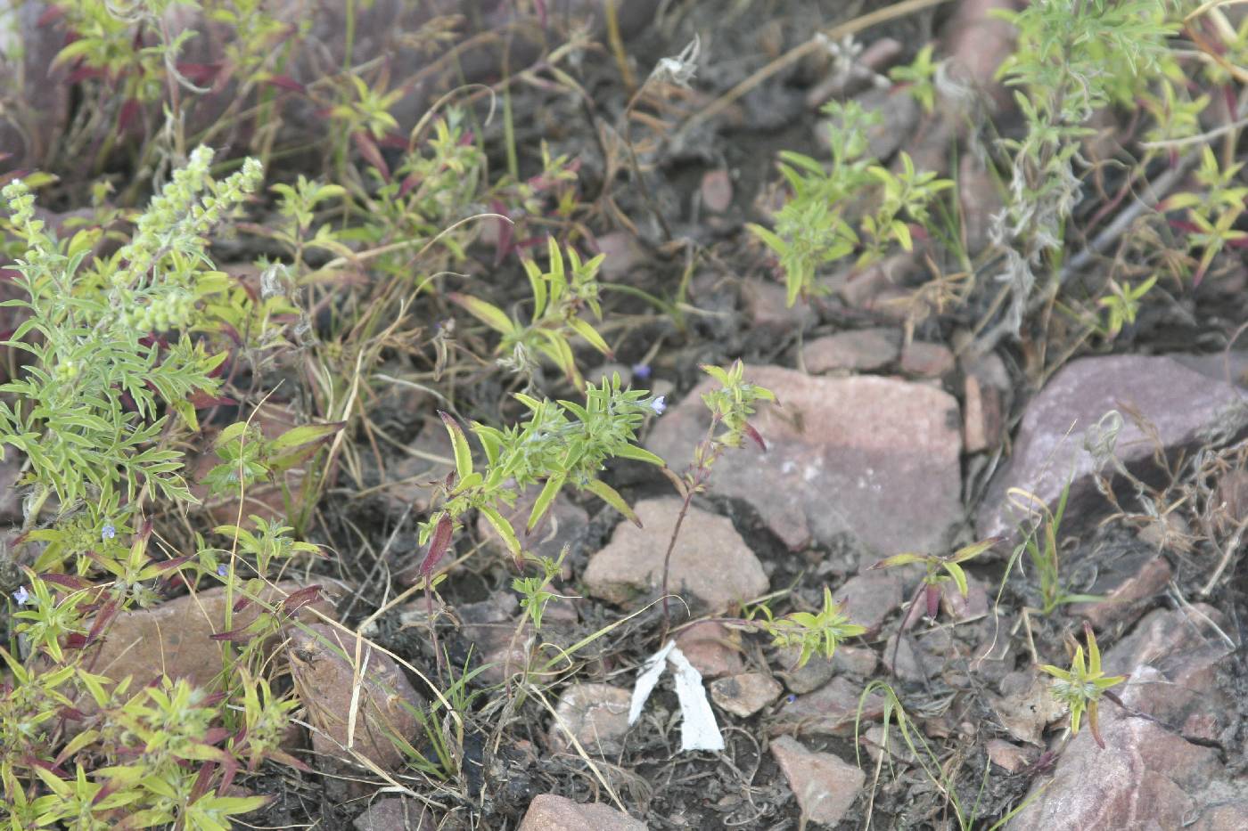 Hedeoma hispida image