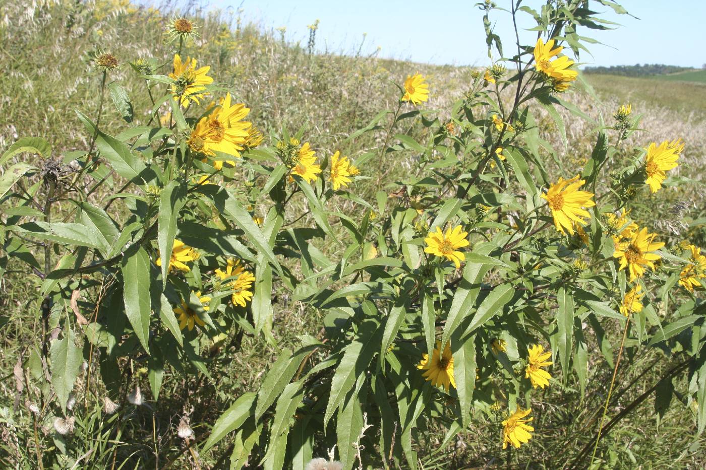 Helianthus grosseserratus image