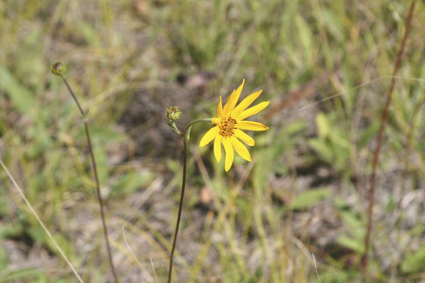 Helianthus occidentalis image