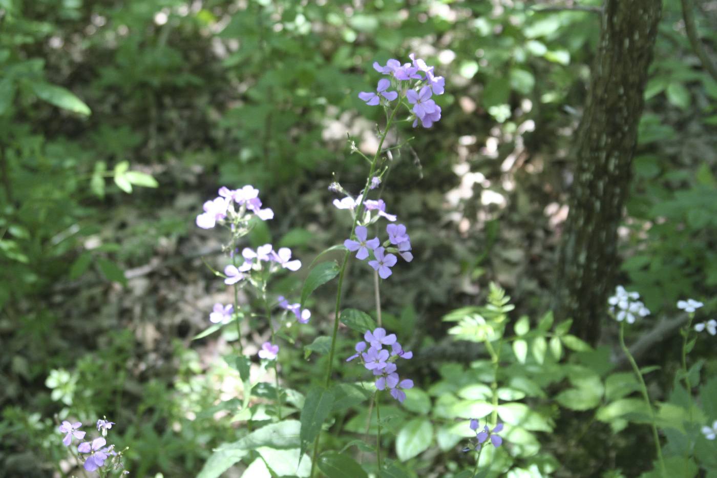 Hesperis matronalis image