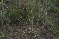Hesperostipa comata image