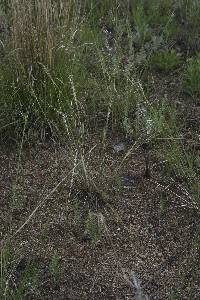 Hesperostipa comata image