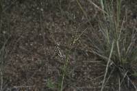 Hesperostipa comata image
