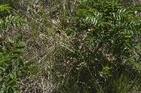 Hesperostipa spartea image
