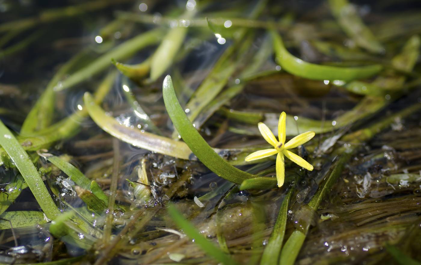 Heteranthera dubia image