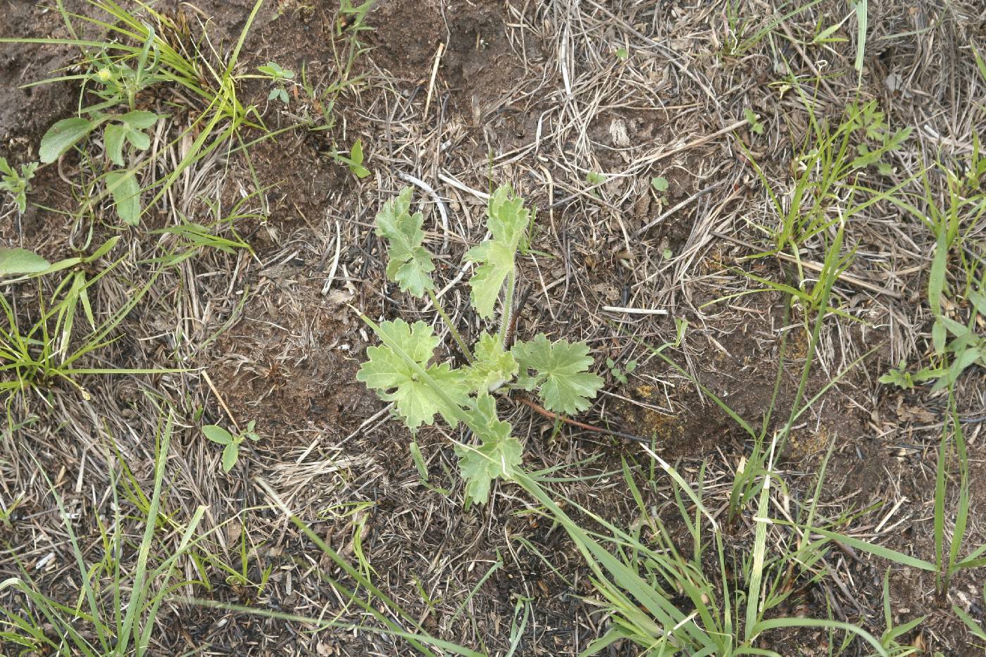Heuchera richardsonii image