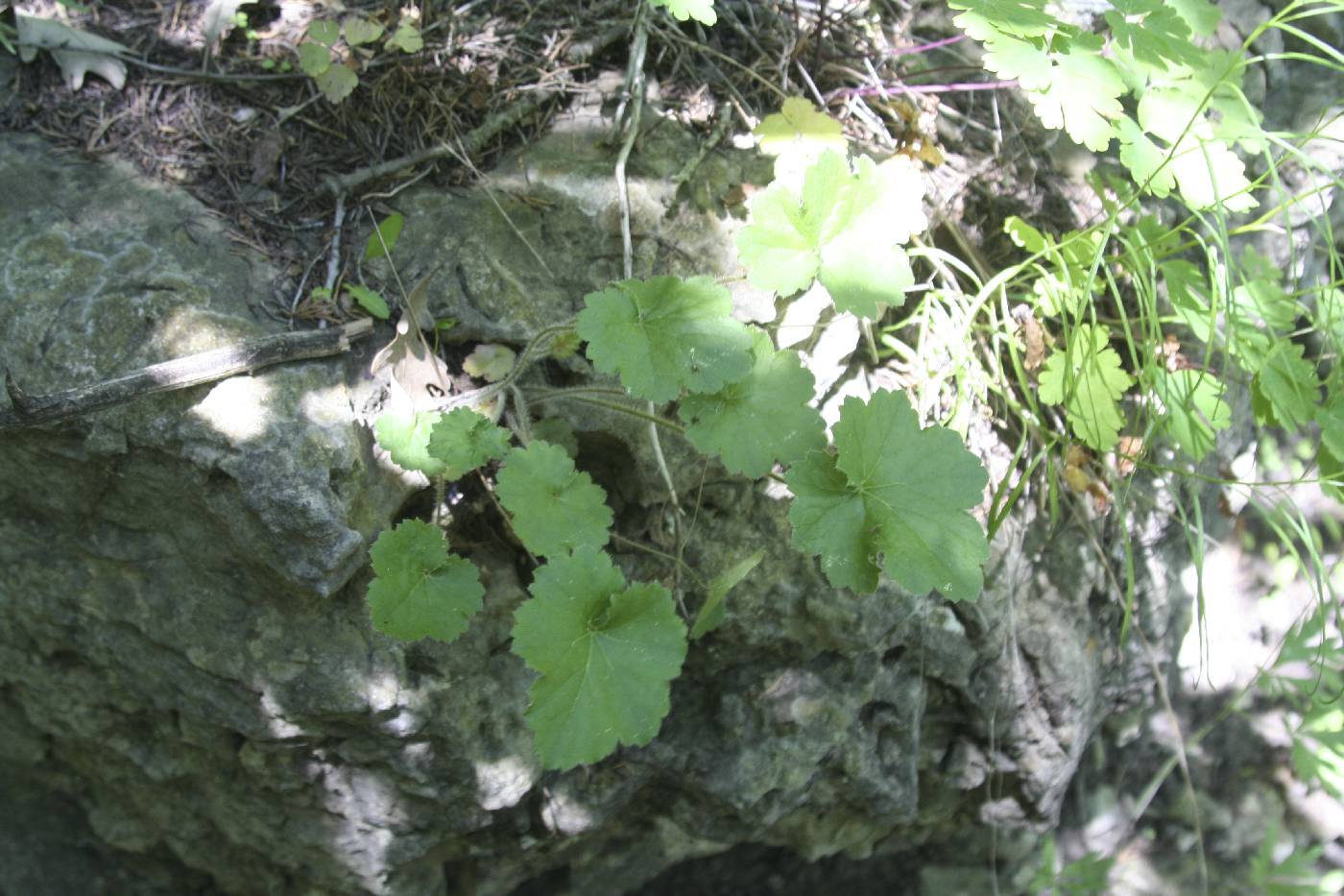 Heuchera richardsonii image