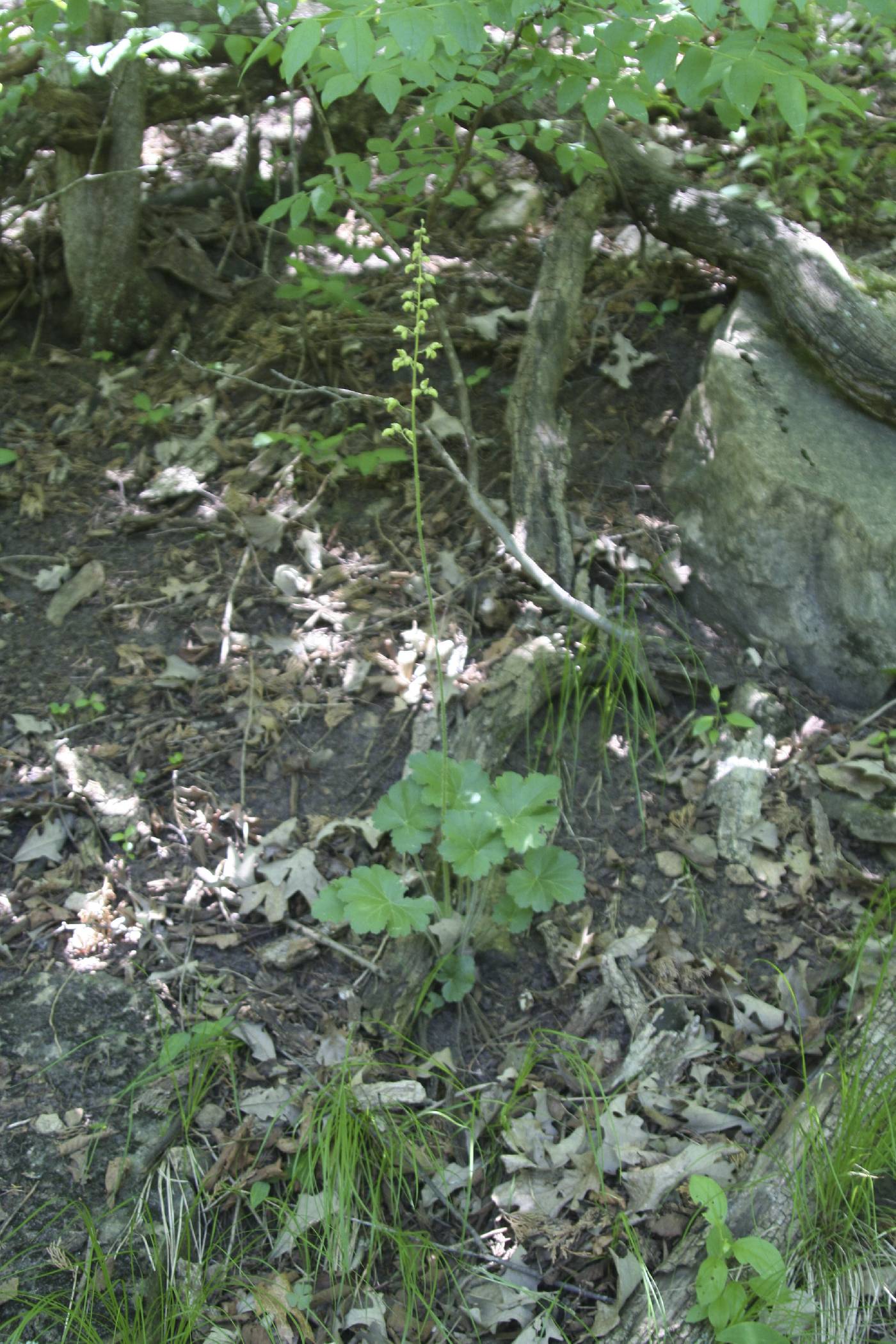 Heuchera richardsonii image