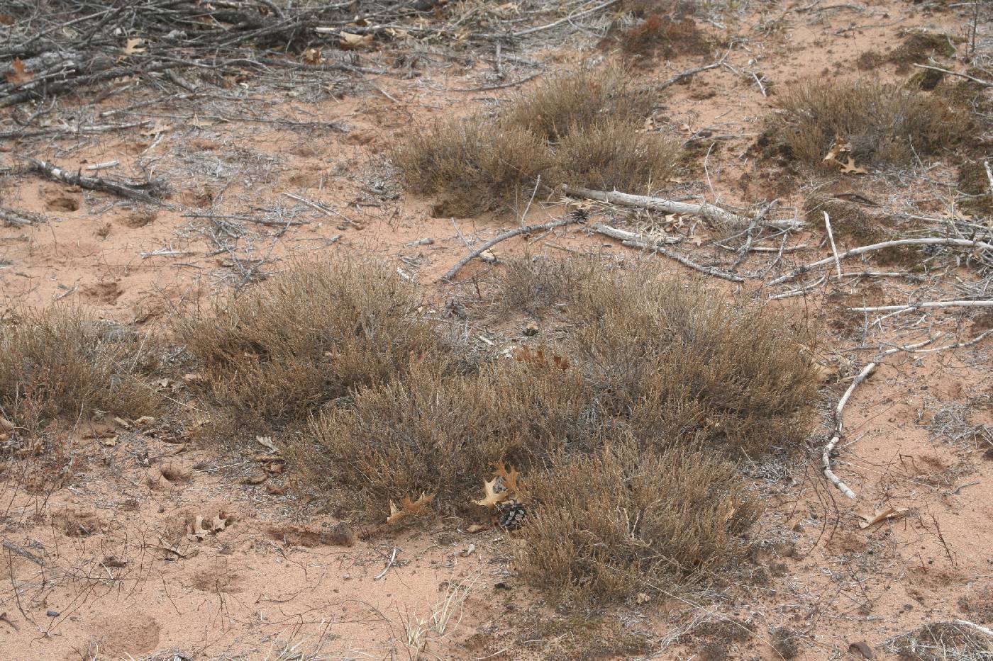 Hudsonia tomentosa image
