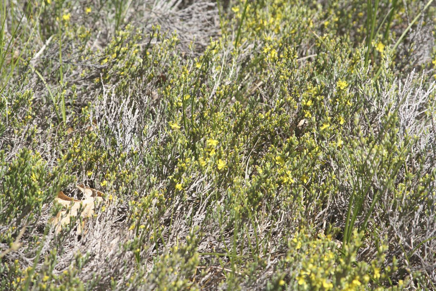 Hudsonia tomentosa image