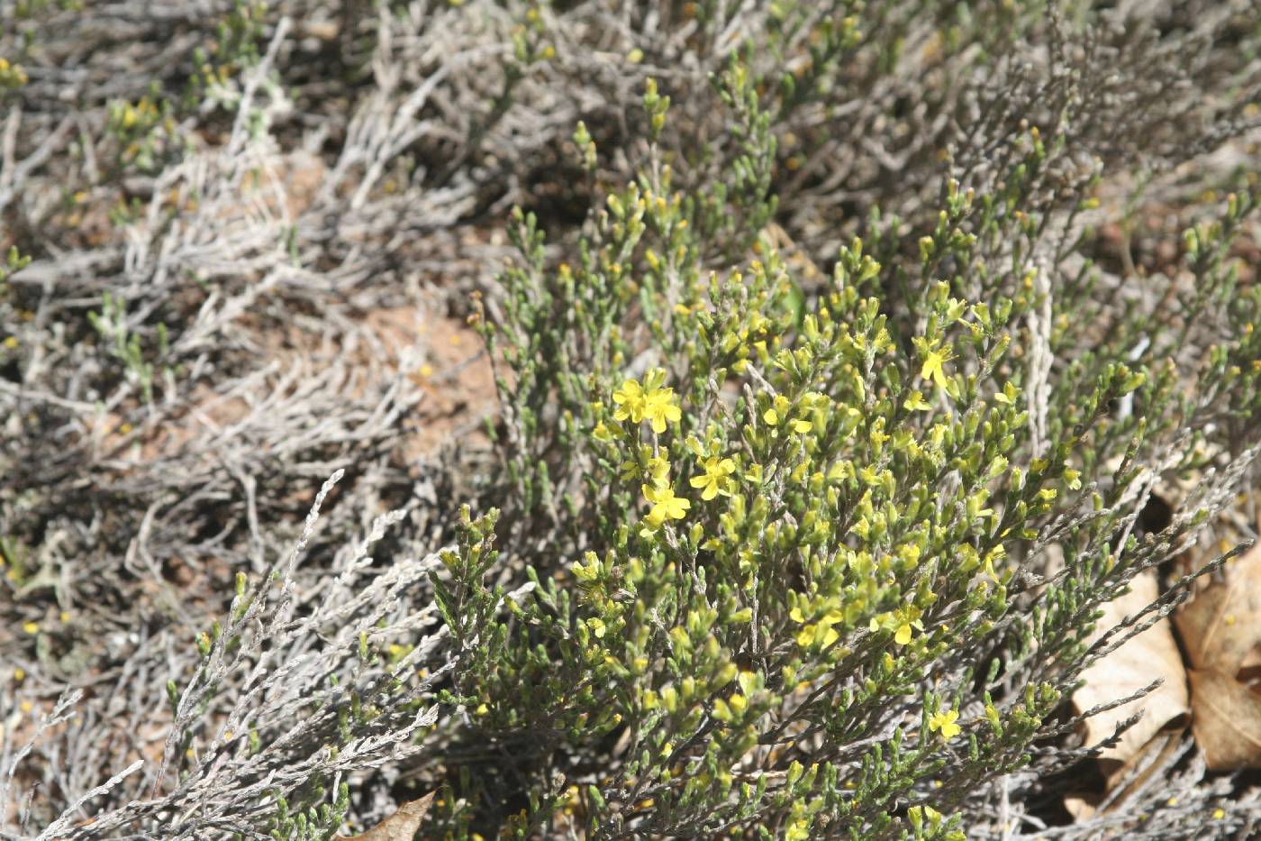 Hudsonia tomentosa image