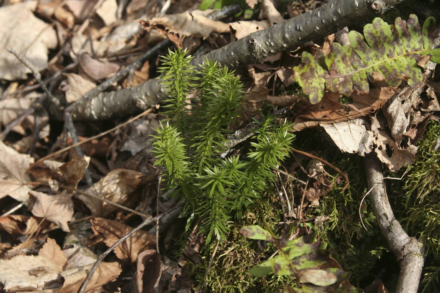 Huperzia lucidula image