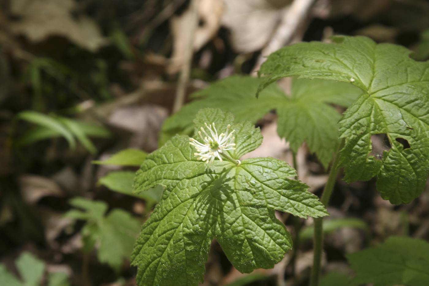 Hydrastis canadensis image