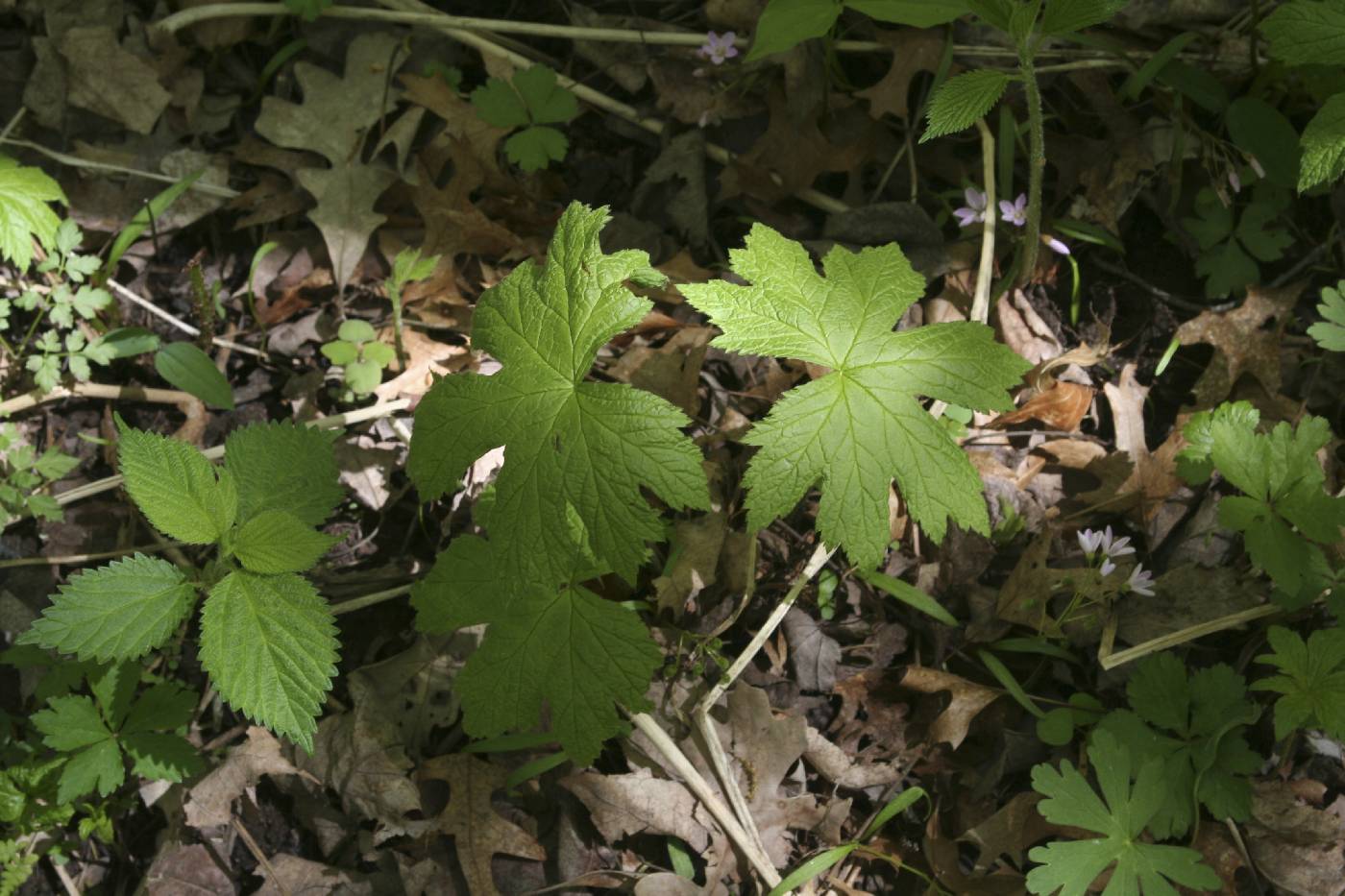 Hydrastis canadensis image