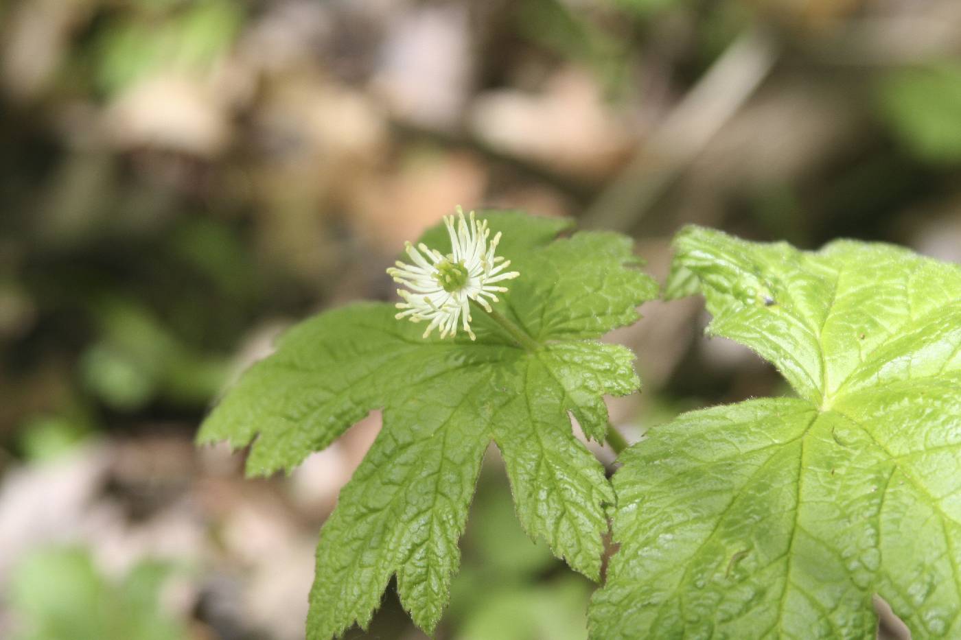 Hydrastis canadensis image