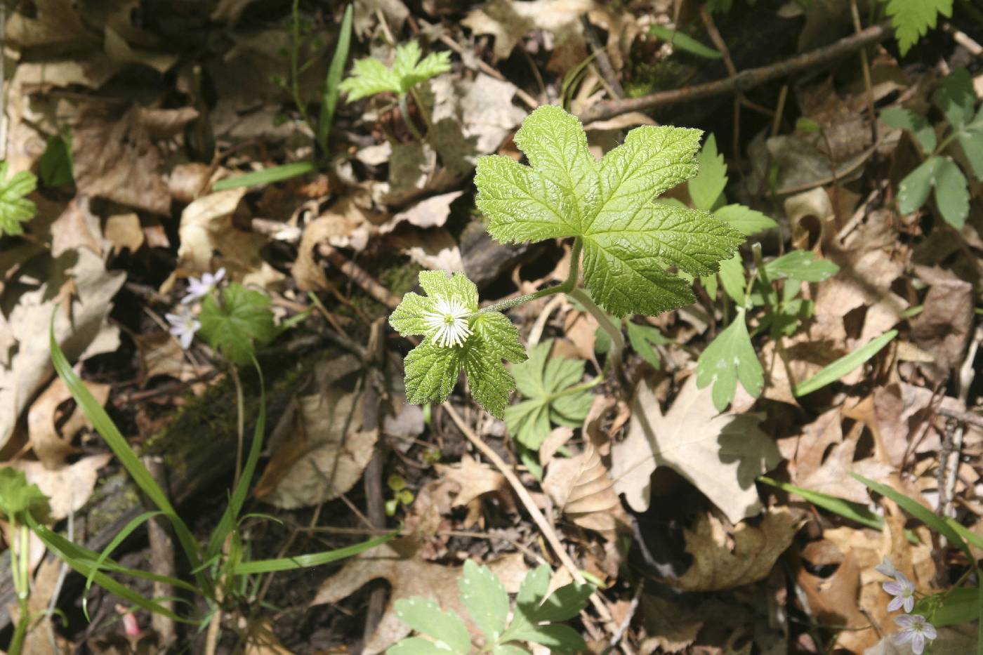 Hydrastis canadensis image