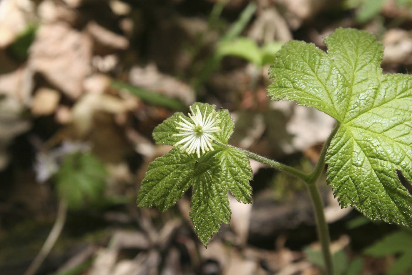 Hydrastis canadensis image