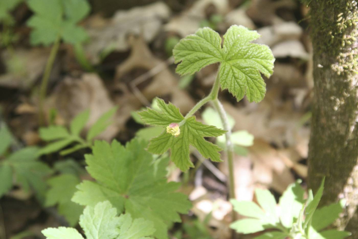 Hydrastis canadensis image
