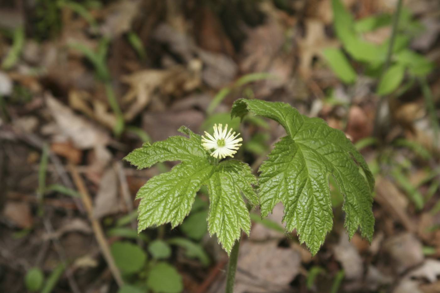 Hydrastis canadensis image